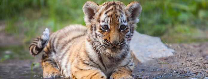 Cincinnati Zoo Calls in Chiropractor for Malayan Tiger Cub